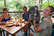Breakfast with koalas
