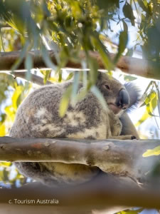 Koala, Lone                                              Pine
