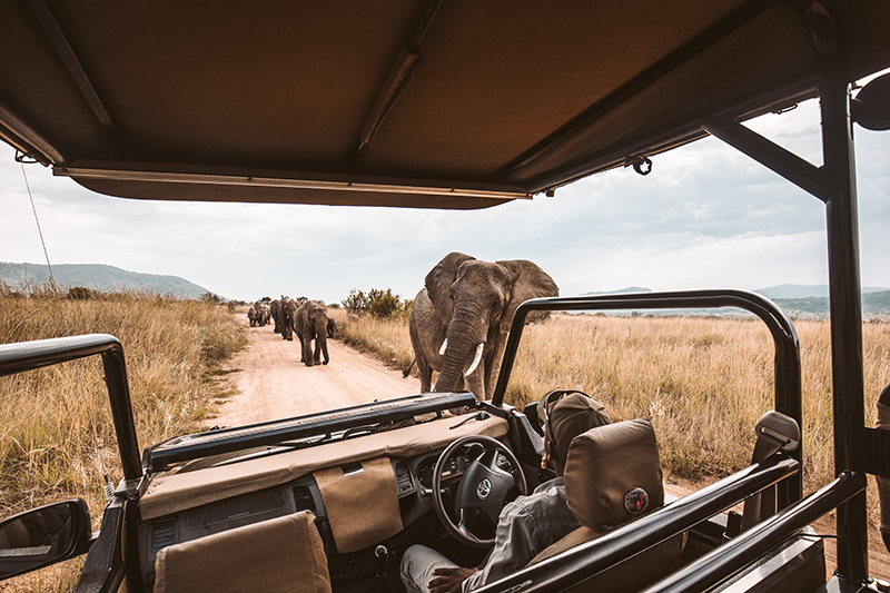 Herd of elephants near safari vehicle